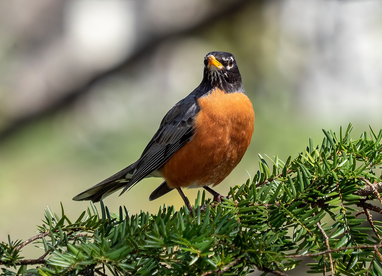 American Robin with an orange breast perched on an evergreen branch