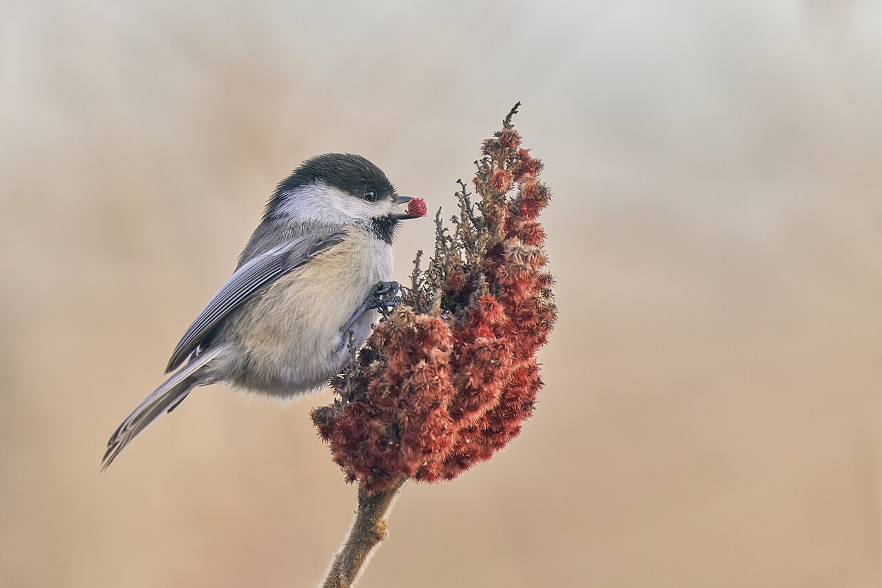 Black-capped Chickadee holding a red seed on a sumac cluster