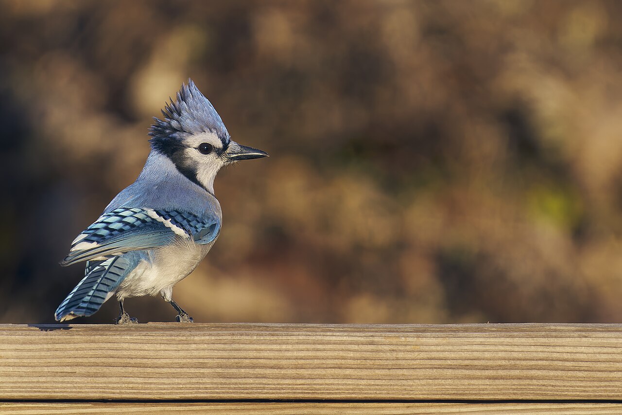 Blue Jay with raised crest perched in warm morning light