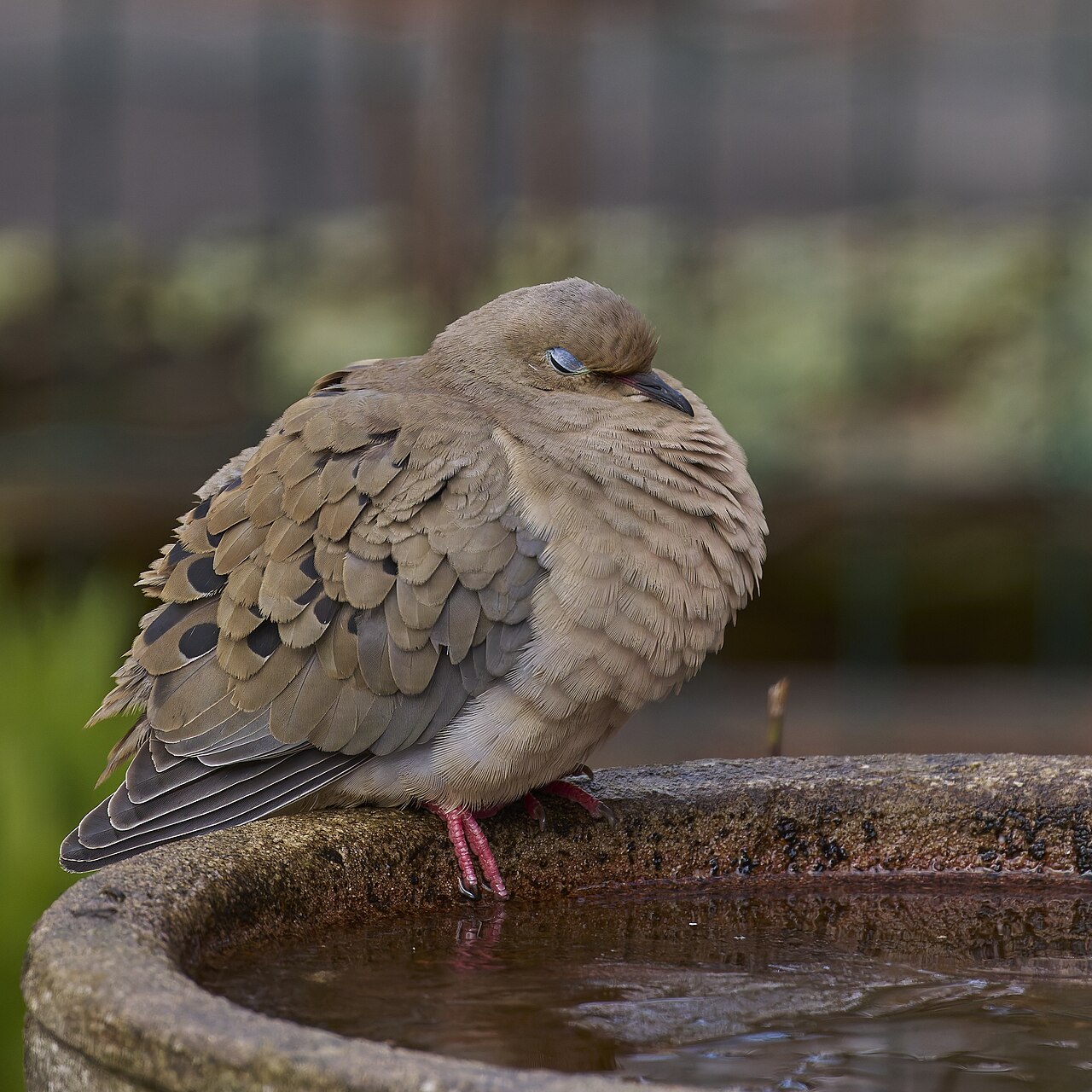 Mourning Dove resting at the edge of a bird bath
