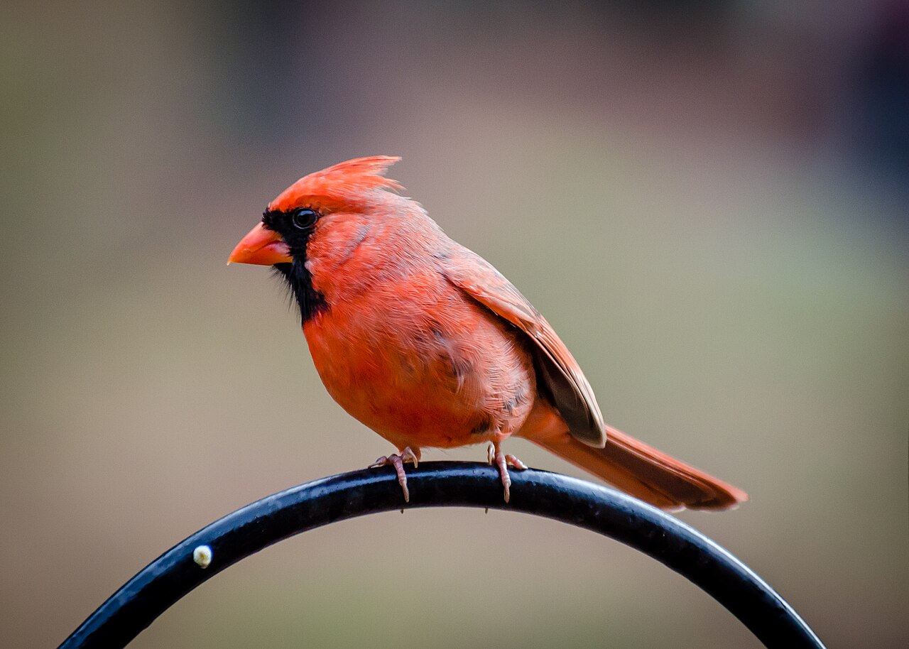 Male Northern Cardinal perched against a softly blurred background